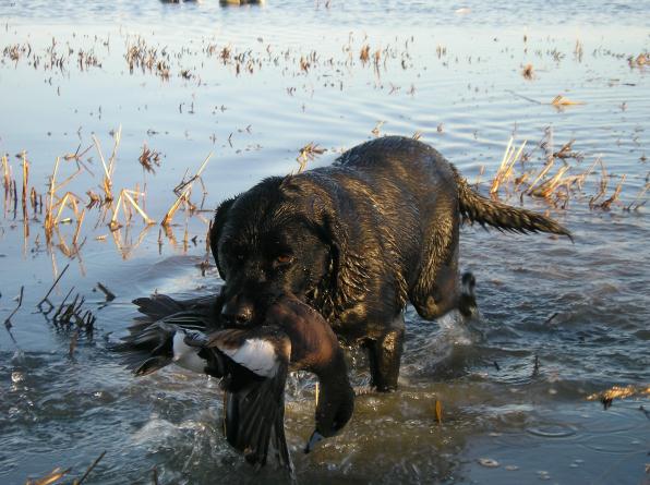 Dog Carrying Bird